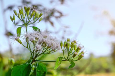 Whispers of Wild Bloom